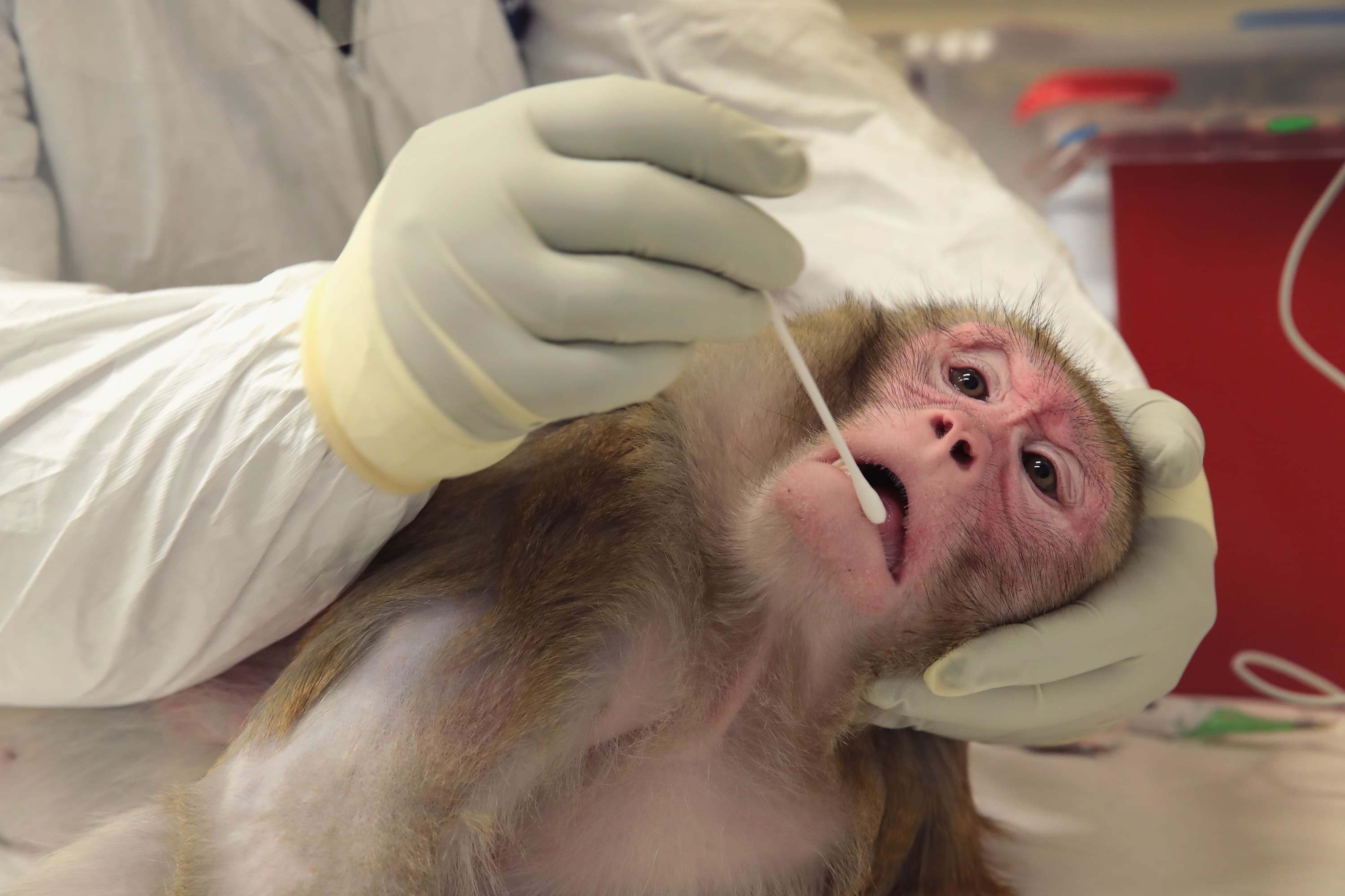 First Cloned Rhesus Monkey Reaches Adulthood