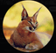 Conscious Caracal