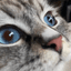 Special Kherson Cat