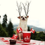 Canada has gone mad
