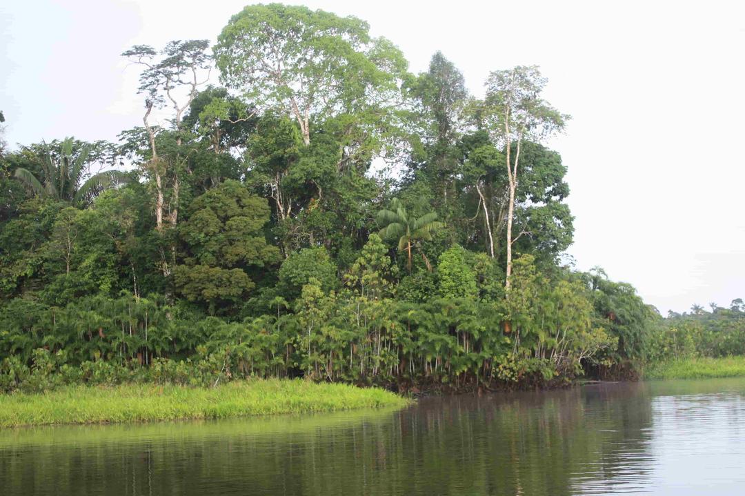 Ecuador Votes to End Drilling in Amazon Bioreserve