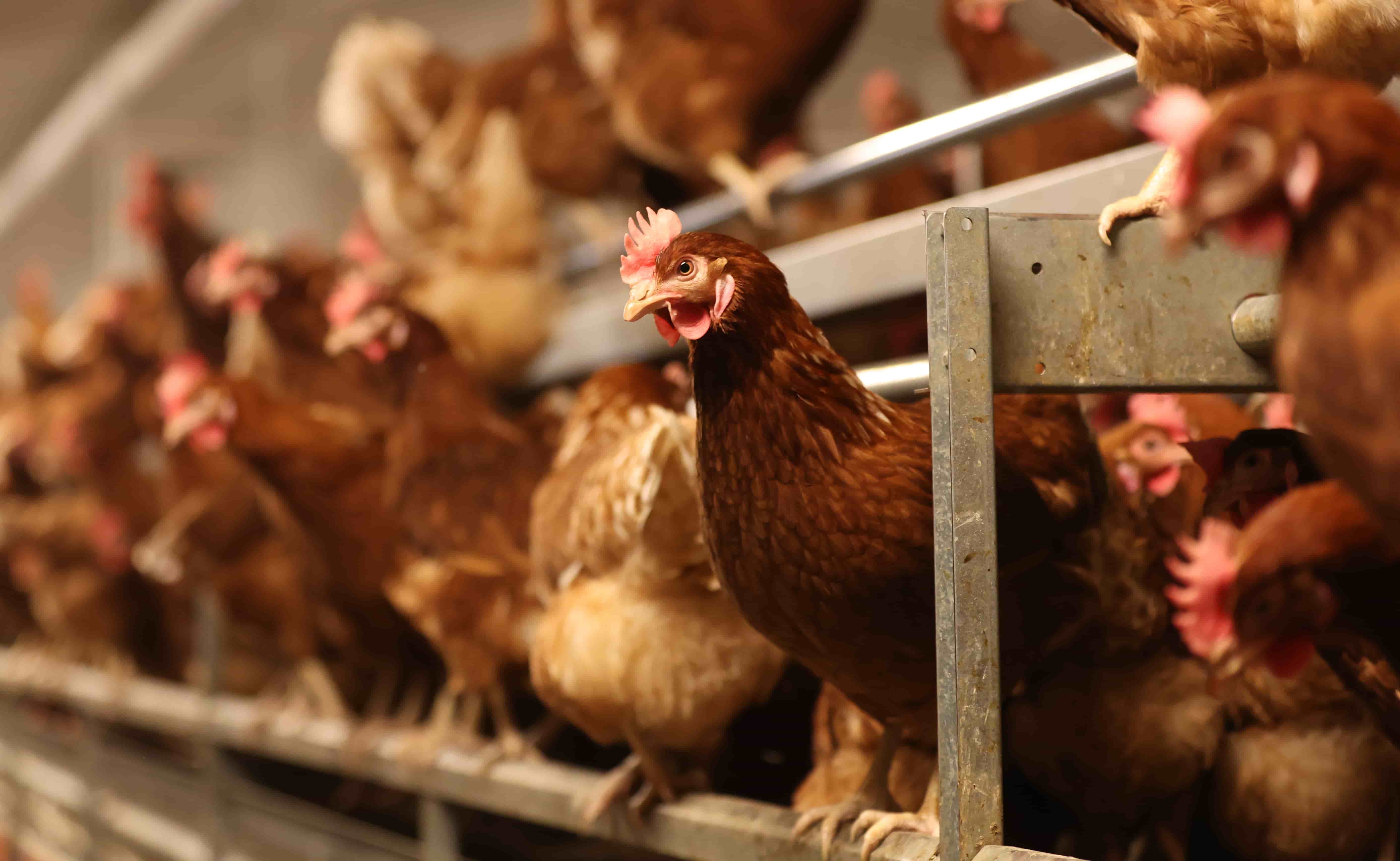 Bird Flu Traces Found in 20% of Retail Milk Samples