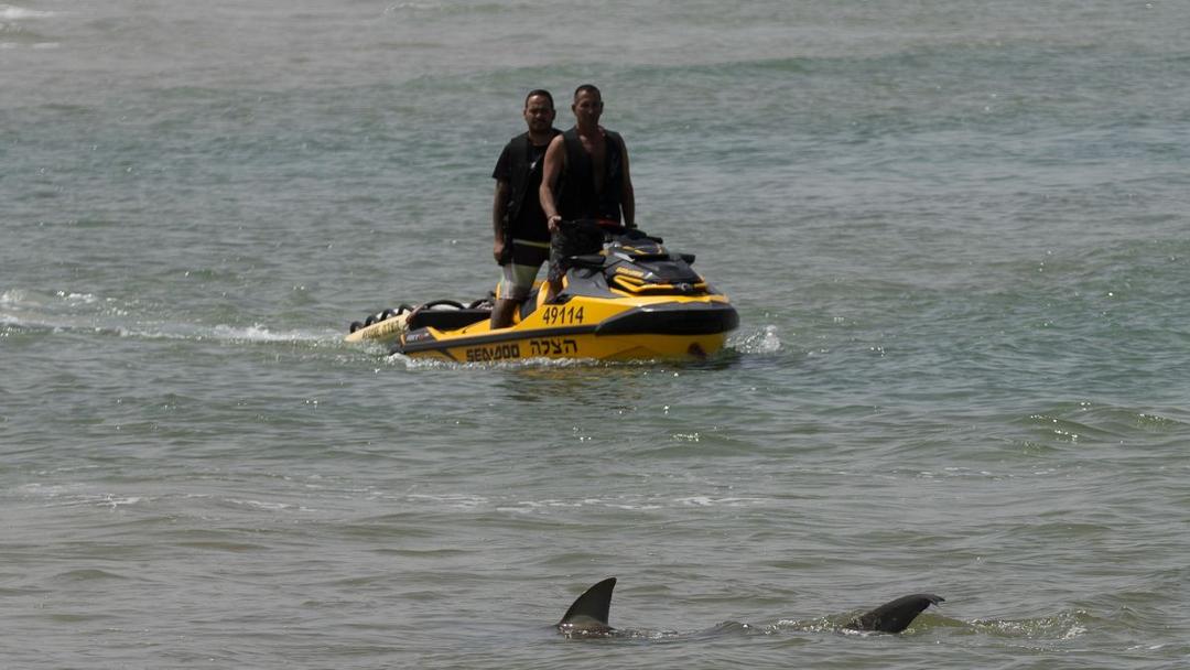 Israel: Diver Presumed Dead After Rare Shark Attack