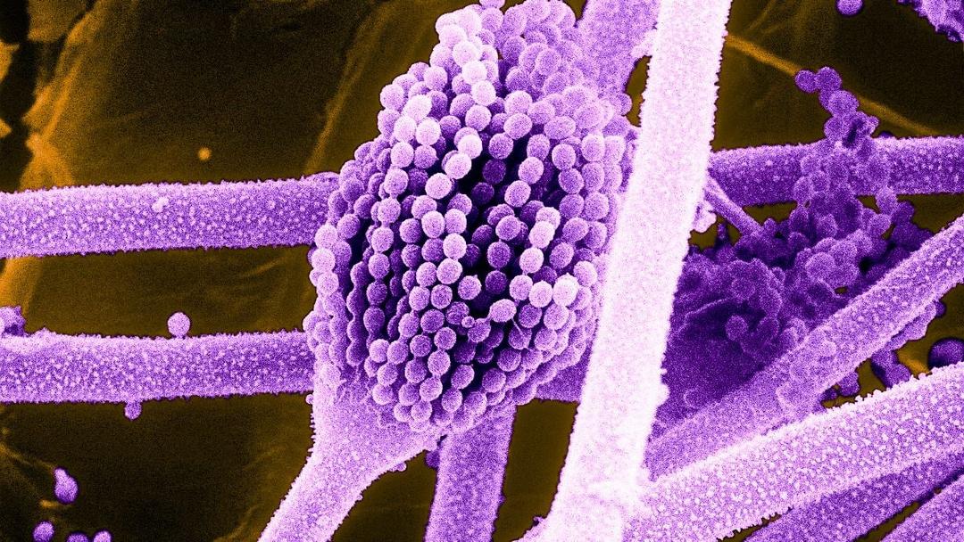 Study: Deadly Fungi to Spread Globally as Climate Warms