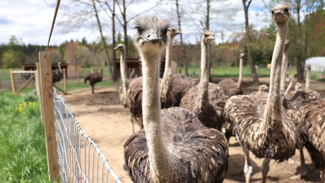 US Officials Join Call to Halt Canadian Ostrich Cull