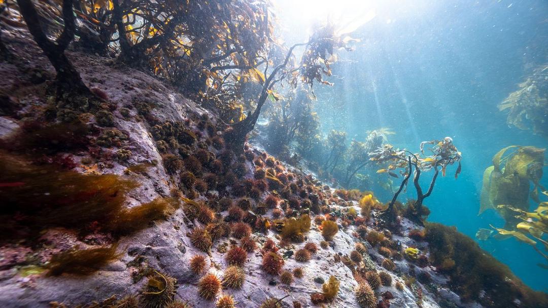Study: Ocean Acidification Crosses Planetary Boundary