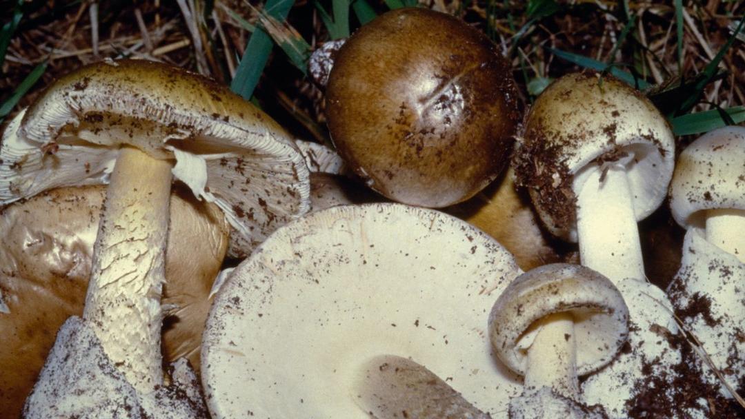 Australian Mushroom Murder Trial: Patterson Testifies About Serving Meal to Her Children