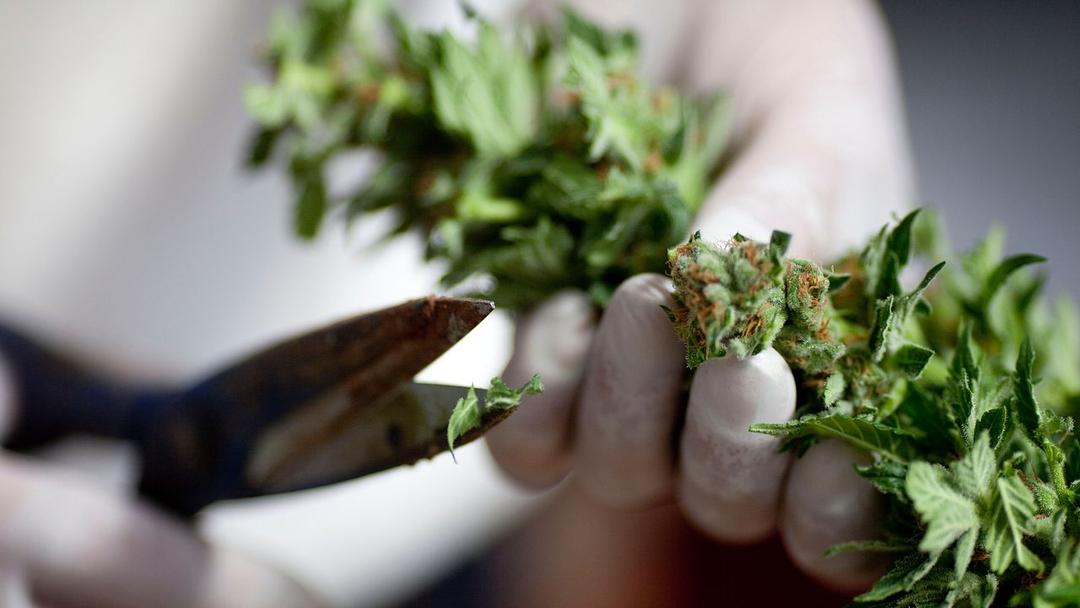 Study Links Cannabis Use to Doubled Heart Disease Death Risk