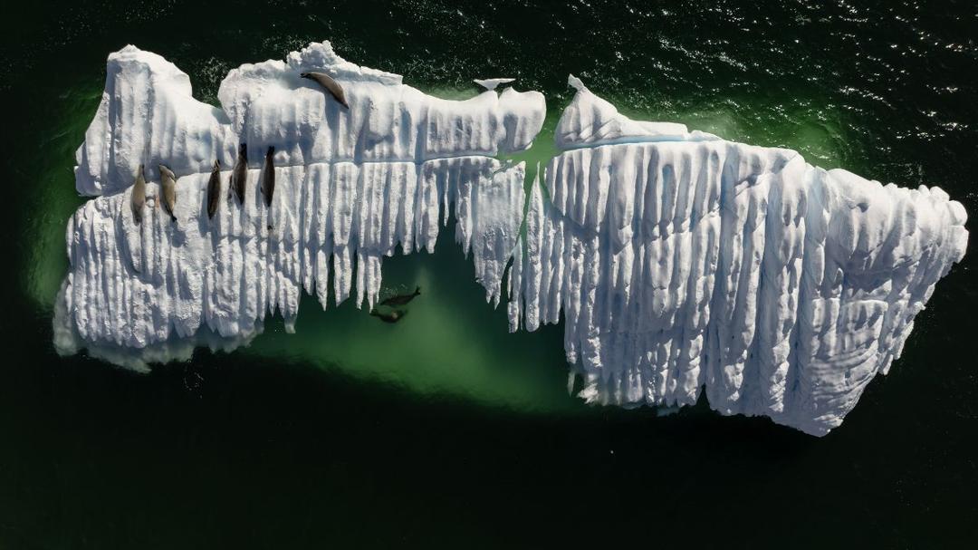 Study: Antarctic Seal Populations Decline Amid Changing Sea Ice