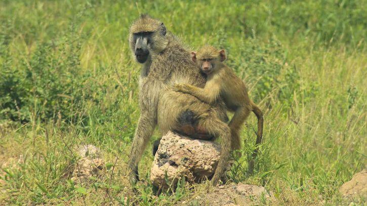 Study: Father-Daughter Bonds Extend Female Baboon Lifespans