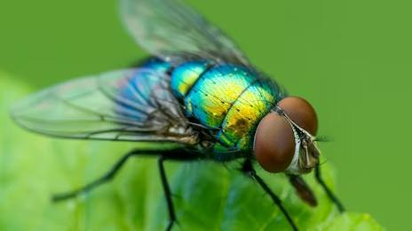 US to Breed Billions of Flies to Fight Flesh-Eating Pest