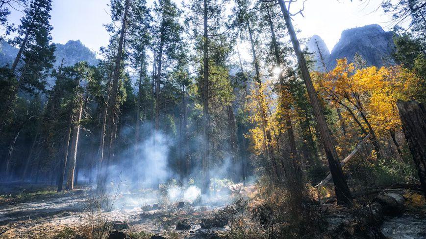 Study: Ancient Forest Collapse Prolonged Earth's 'Great Dying' Extinction