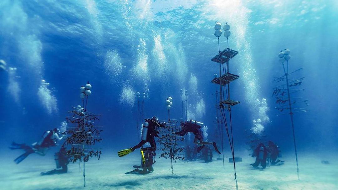 Scientists Plant Heat-Resistant Coral Hybrids in Miami Waters