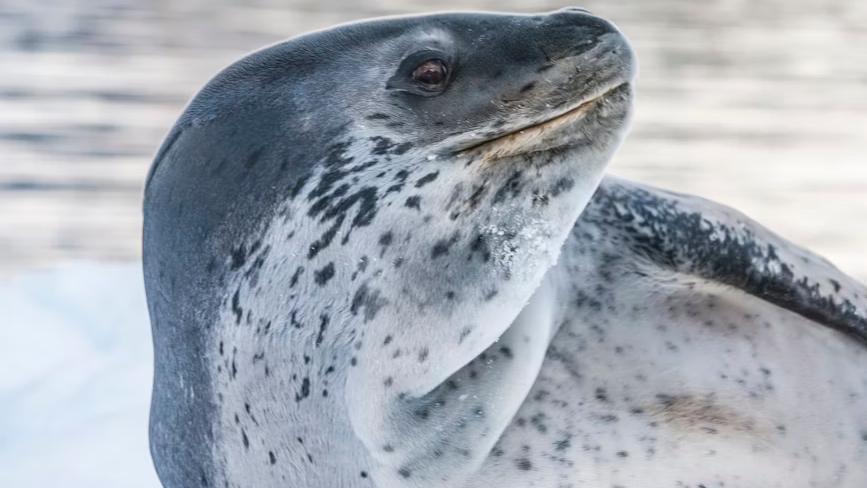 Study: Leopard Seal Songs Mirror Human Nursery Rhymes