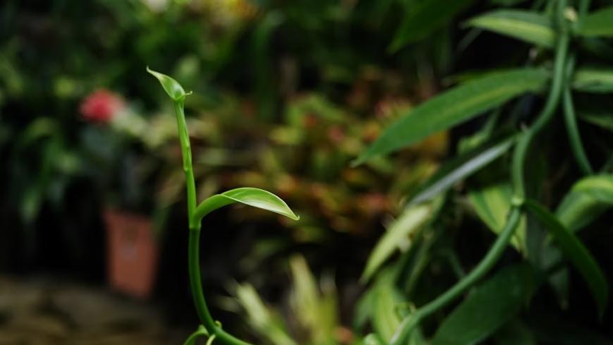 Scientists Engineer Plants to Capture More Carbon