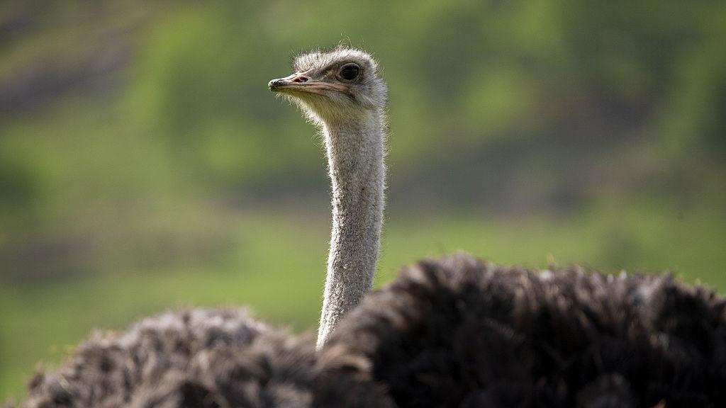 Canada: Supreme Court Halts Cull of 400 Ostriches