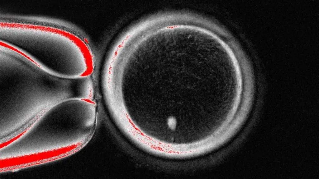 Scientists Create Human Eggs From Skin Cells for First Time
