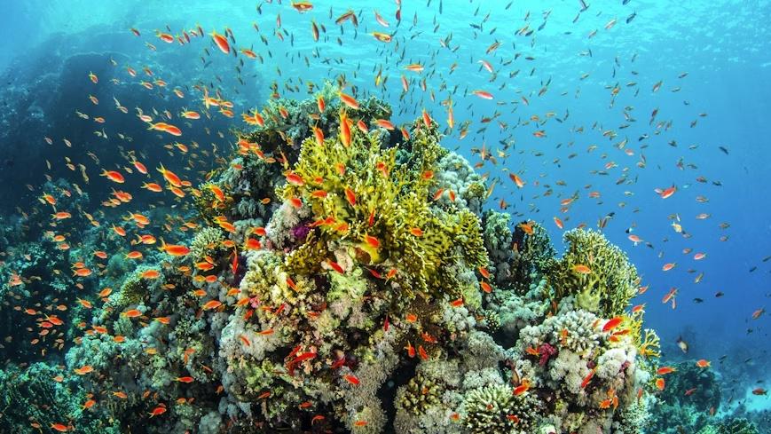 Report: Earth Hits First Climate Tipping Point as Coral Reefs Collapse