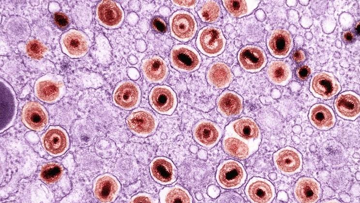 Scientists Create Lab-Grown Blood Cells Using 'Hematoids'