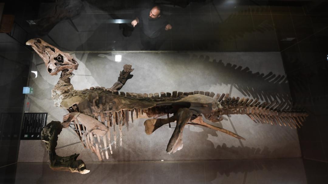 Wyoming Fossils Preserve Rare 'Mummified' Edmontosaurus