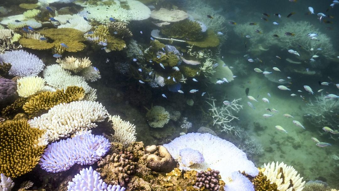 Study: Great Barrier Reef Could Recover if Climate Targets Met