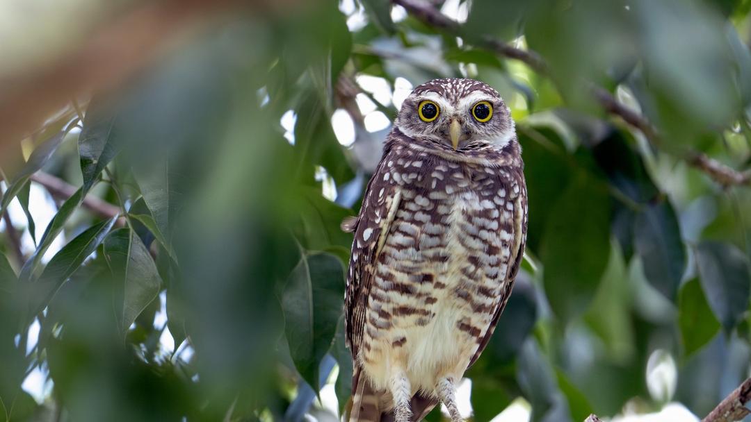 US Agencies Propose Rolling Back Biden Endangered Species Rules