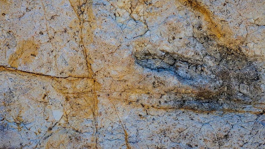AI App Identifies Dinosaurs From Footprint Photos