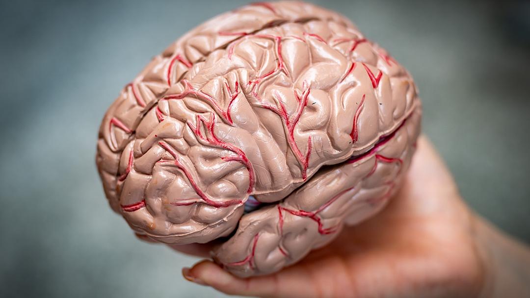 Speed Training Can Cut Dementia Risk 25%, New Study Claims