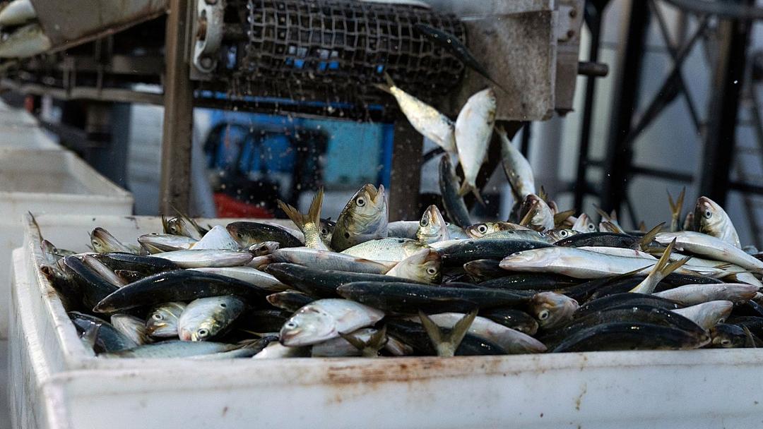 Trump Reopens Atlantic Marine Monument to Fishing