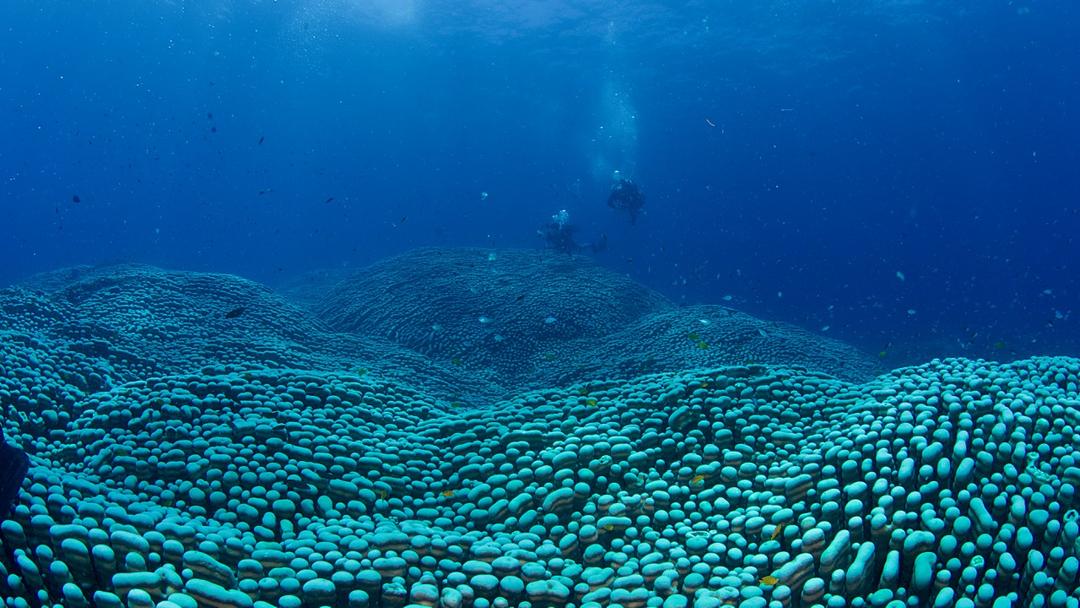 World's Largest Known Coral Colony Found on Great Barrier Reef