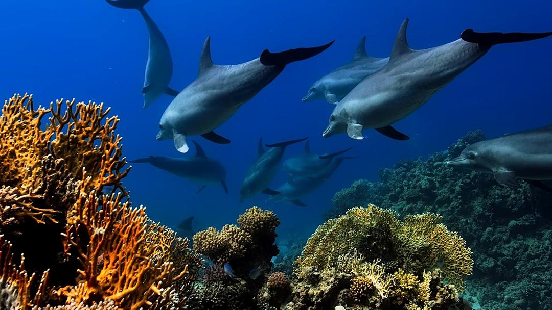 Screen Chemicals From E-Waste Found in Dolphin Brains