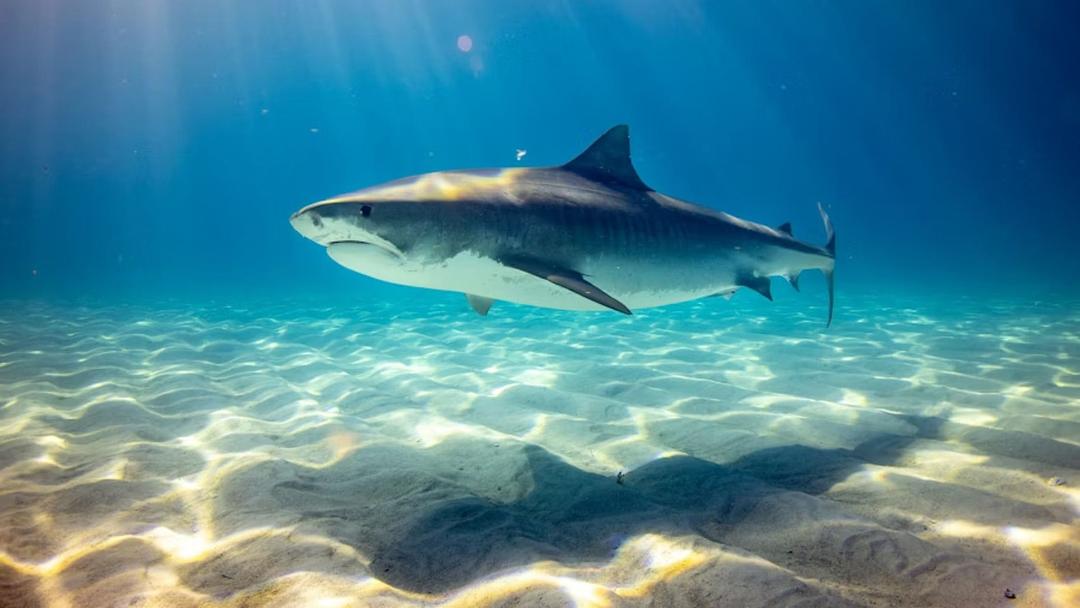 Genomic Study Rewrites Shark Evolutionary Tree