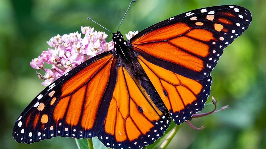 Monarch Butterflies Surge 64% in Mexico