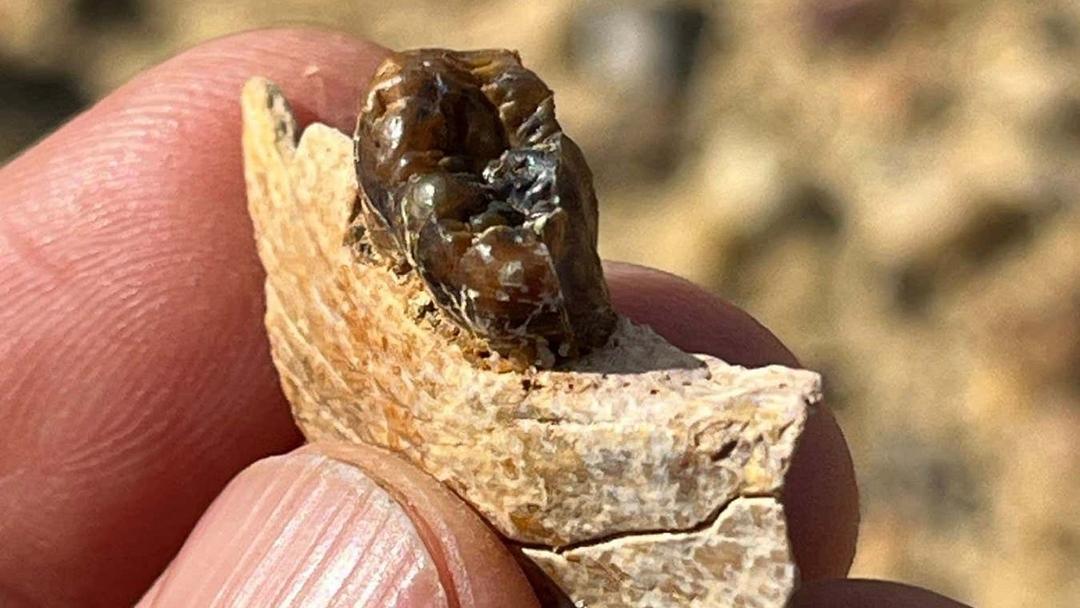 Fossils of New Ancient Ape Species Discovered in Egypt