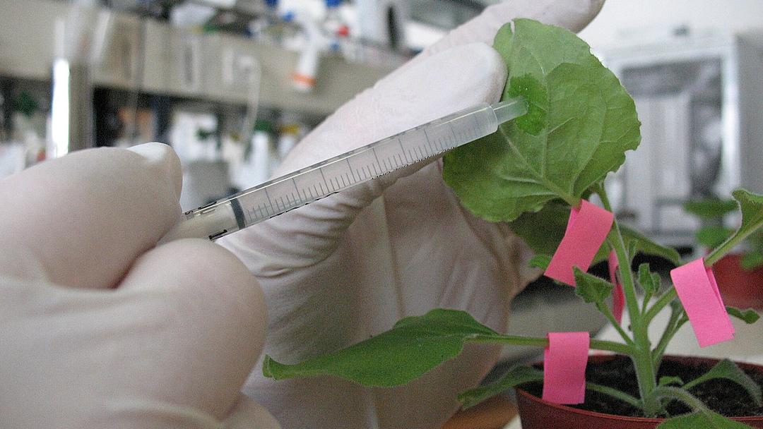 Tobacco Plant Engineered to Produce 5 Psychedelic Compounds