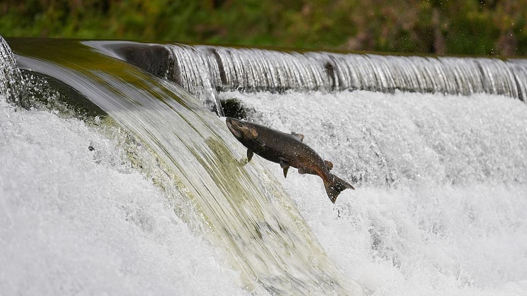 Study: Cocaine in Water Makes Salmon Swim Further