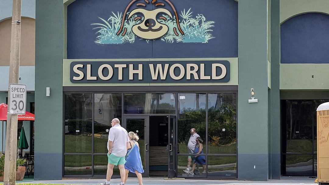 Report: 31 Sloths Linked to Orlando Sloth World Have Died