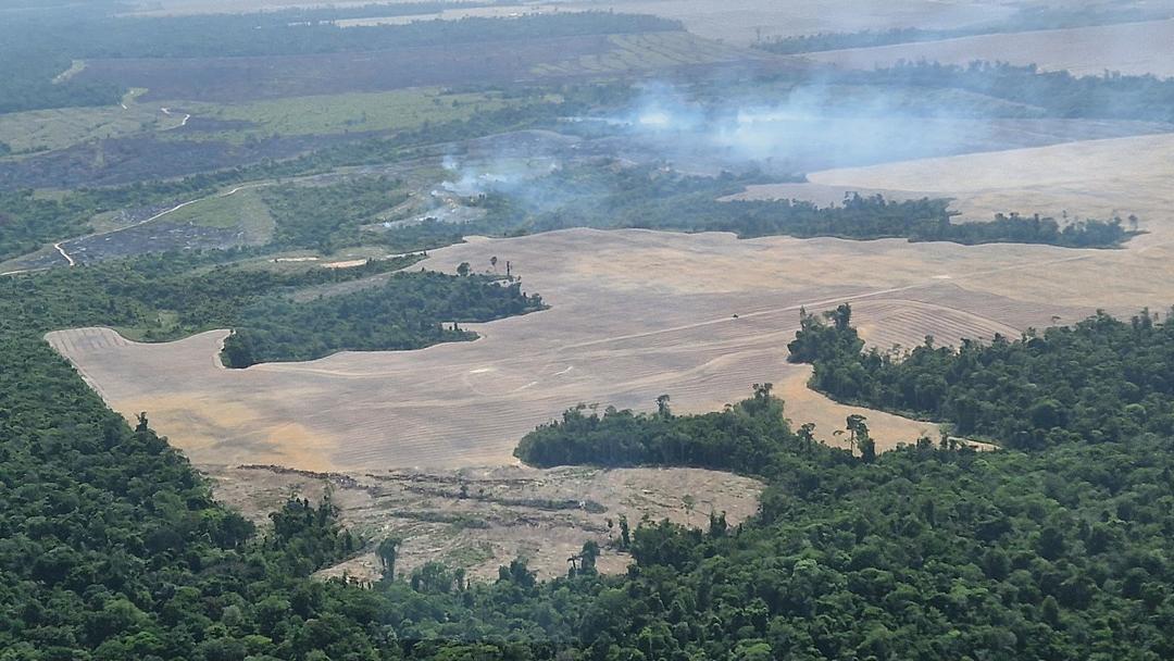 Brazil Deforestation Hits Record Low in 2025