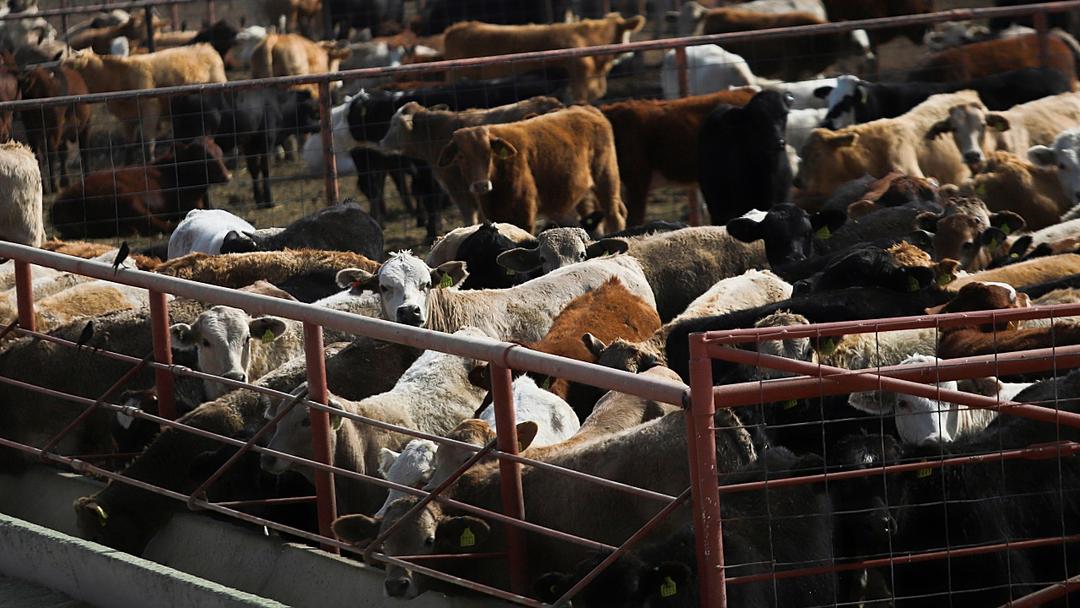 Screwworm Found in Texas Cattle for First Time Since 1966