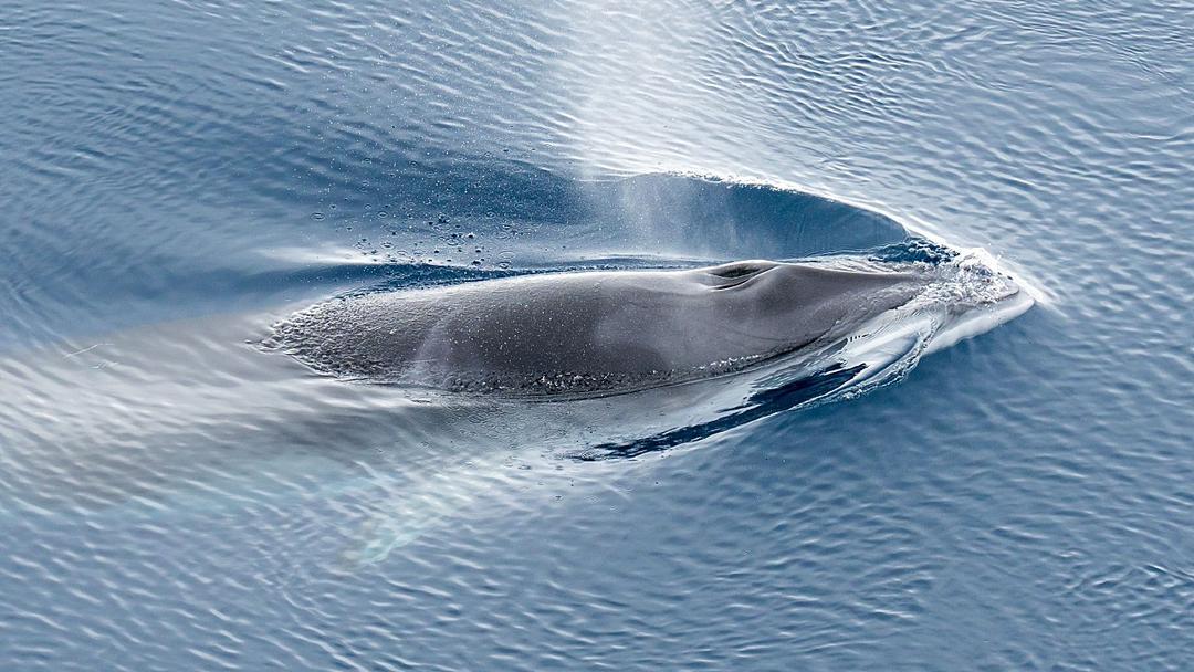 World's Largest Whale Graveyard Found in Indian Ocean