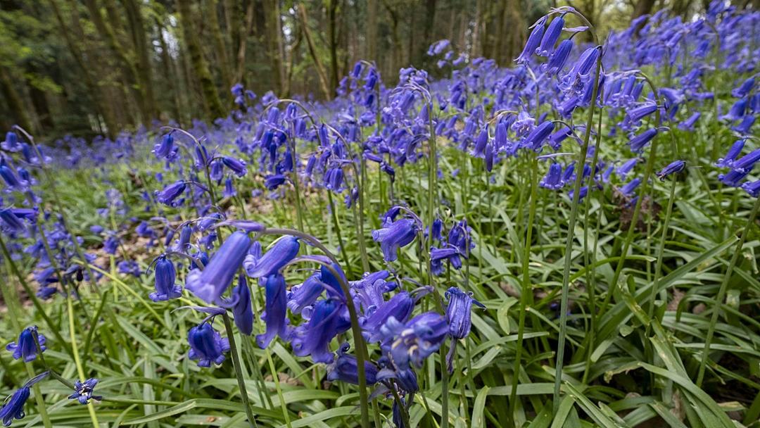 Report: AI Reveals 30,000 Plant Species Face Extinction