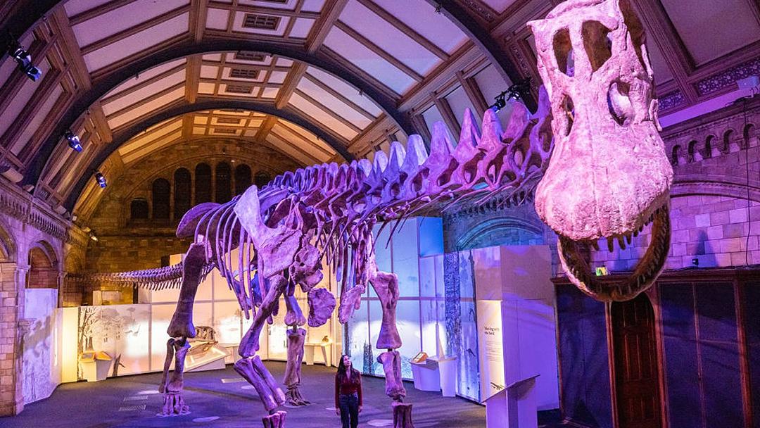 First Dinosaur Bone Found in Antarctica Confirmed