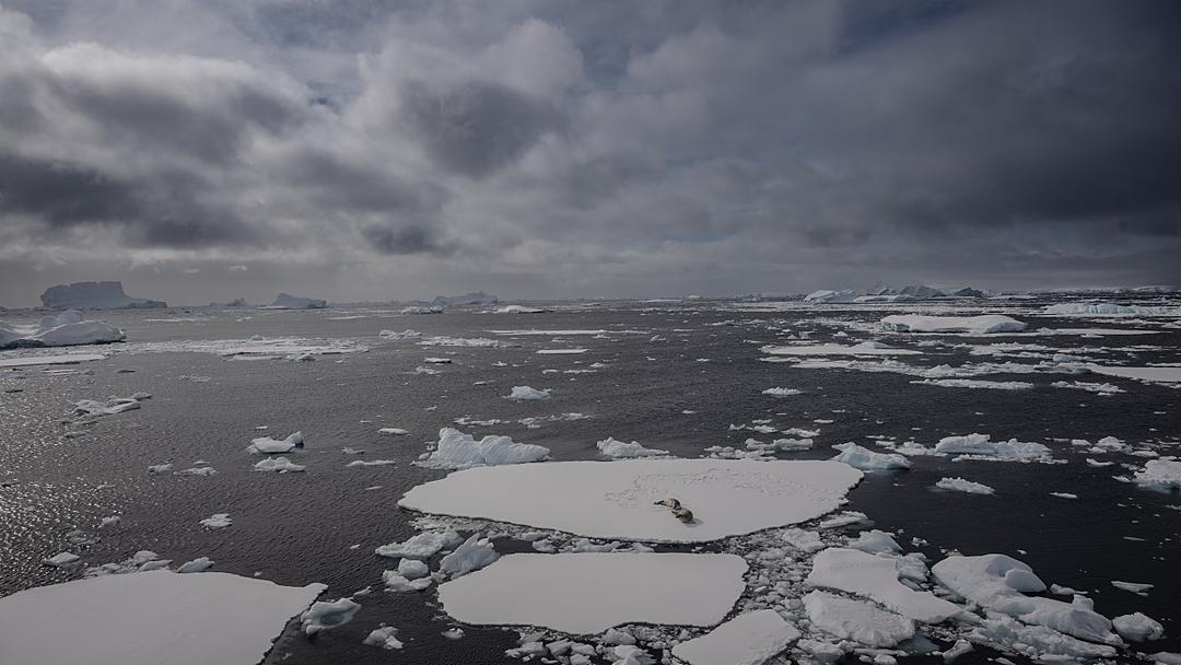 Study: Antarctic Sea Squirts May Support Melanoma Treatment