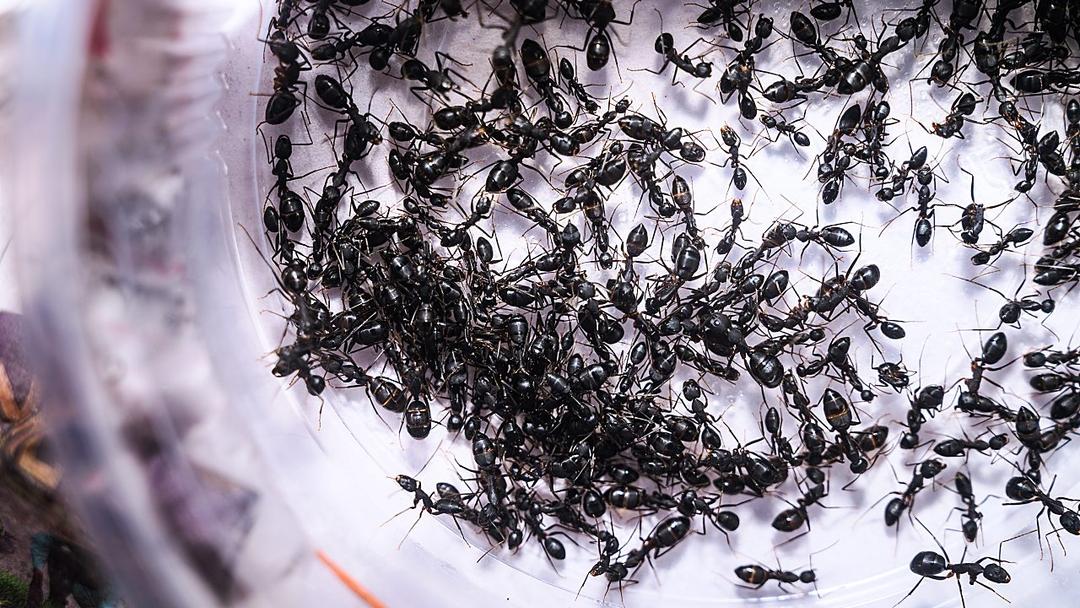 Owner of Michelin-Starred Restaurant in South Korea Faces Jail Over Ant-Topped Desserts
