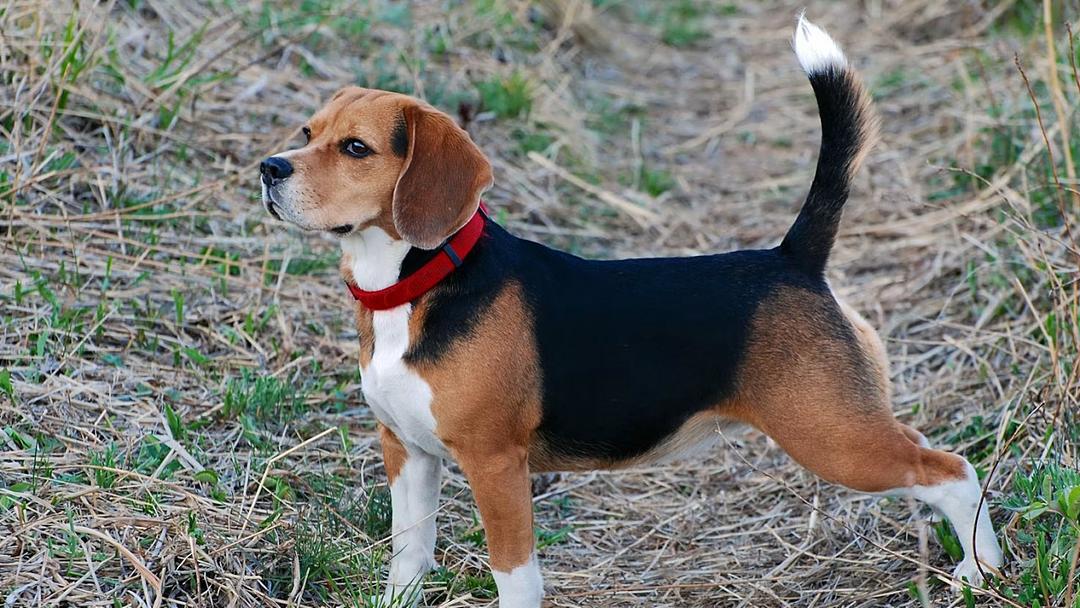 CRISPR Gene Editing Produces World's First Hypoallergenic Dogs