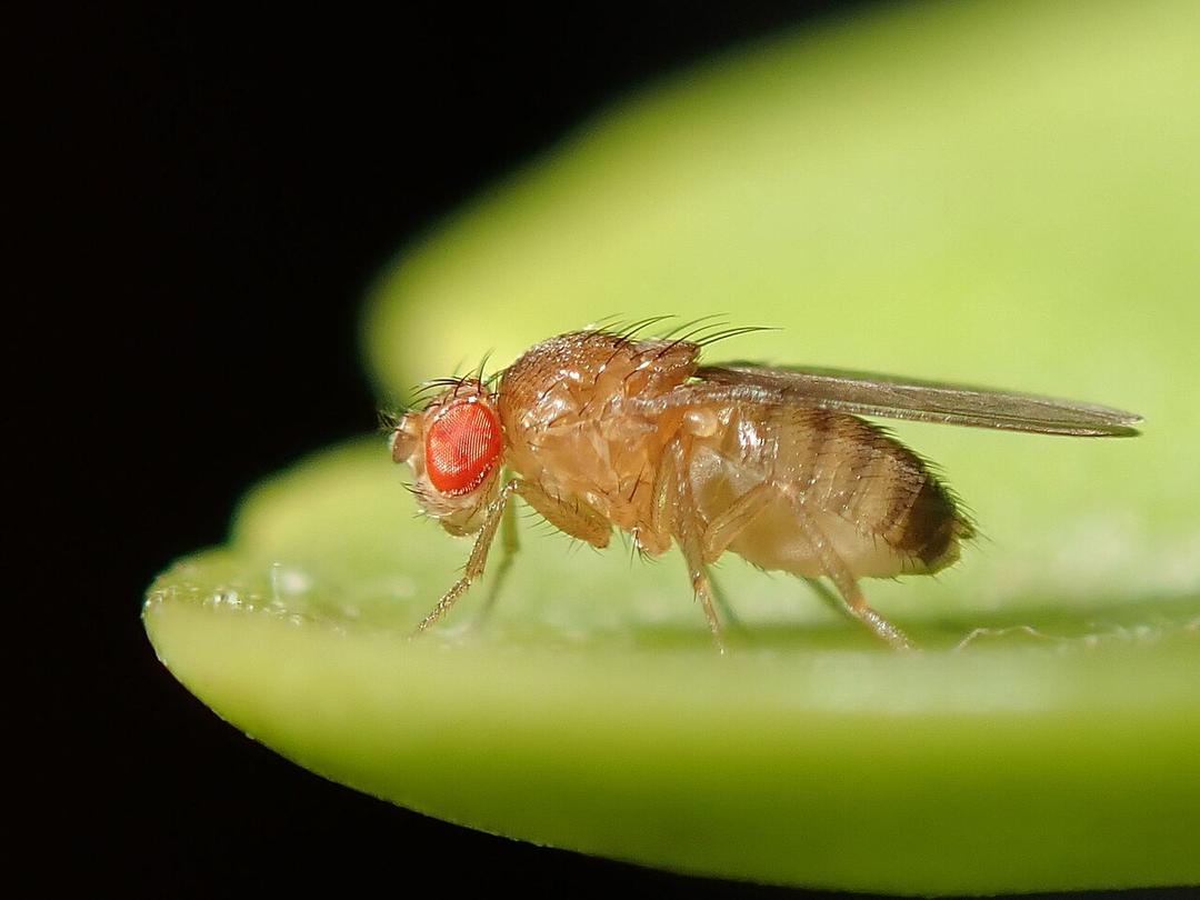 Scientists Map Entire Brain of Adult Fruit Fly