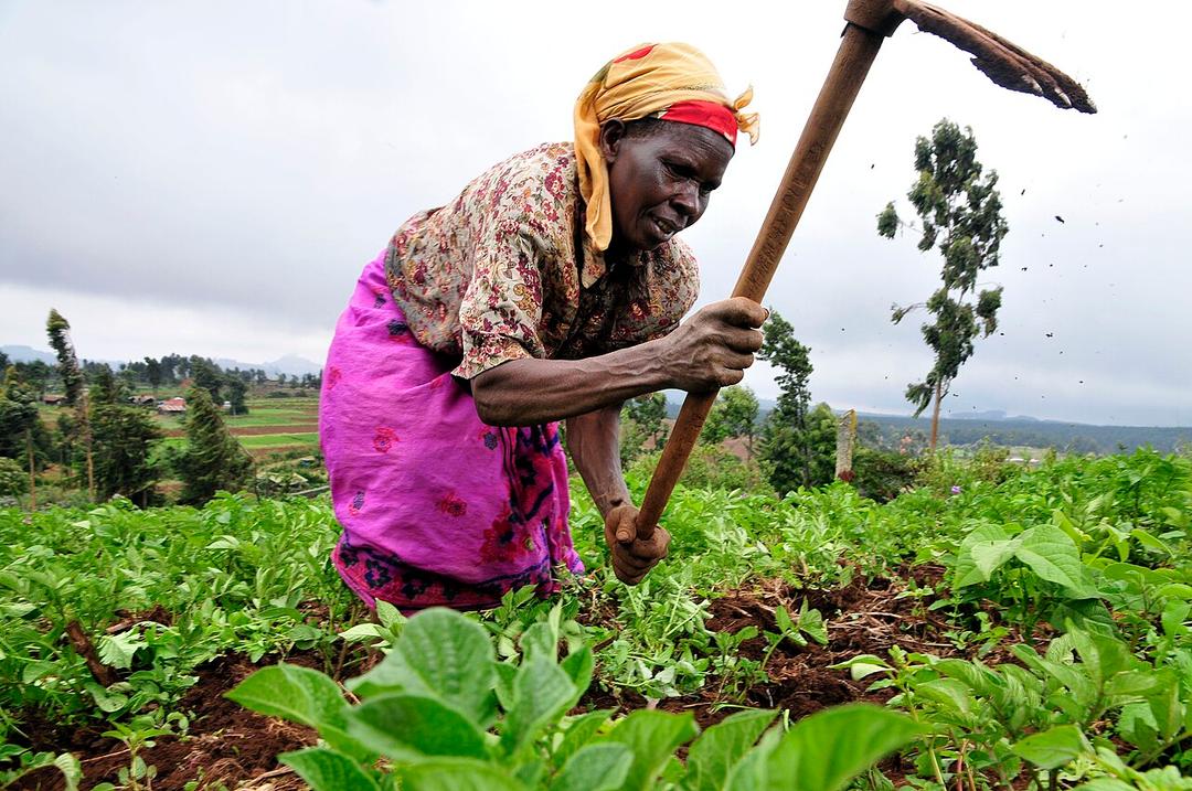 Kenya: Del Monte Farm Accused of Human Rights Violations