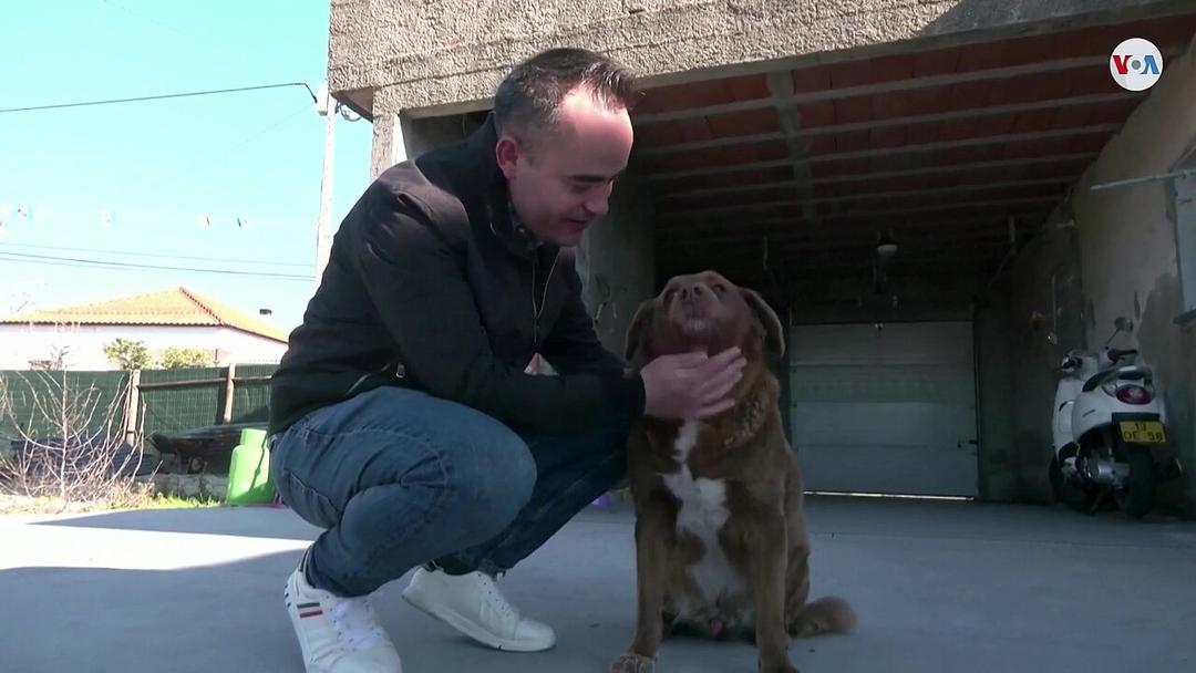 World's Oldest Dog Dies at 31 in Portugal