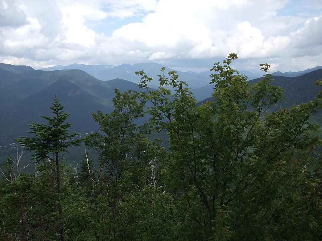 McCarthy Pitches Planting 1T Trees to Fight Climate Change