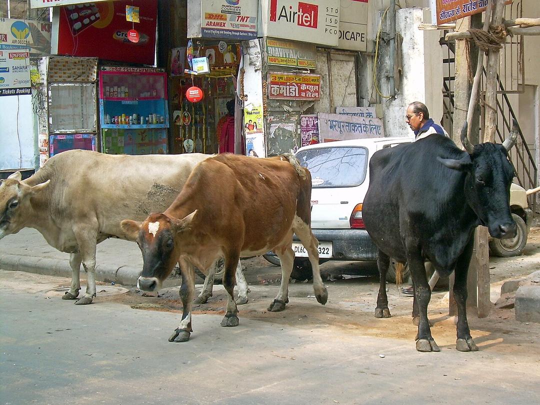 India: Anti-Muslim Violence Over Allegations of Selling Cow Meat